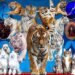 ‘World Circus in Mongolia 2026’ Show to Open Soon in Ulaanbaatar