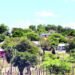 They venture again into Dunas de Baní and build dozens of homes