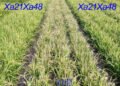 New gene found to shield rice from global pathogen