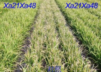 New gene found to shield rice from global pathogen