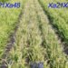 New gene found to shield rice from global pathogen