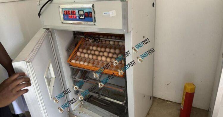 VT15 million budget targets 300,000 chicks by 2030