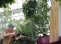 Corpse Flower Massachusetts Blooms Again; attracts crowds with its stench of “rotten meat”