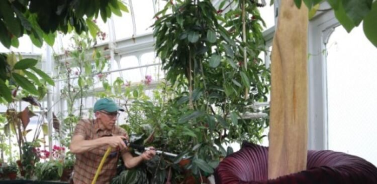 Corpse Flower Massachusetts Blooms Again; attracts crowds with its stench of “rotten meat”