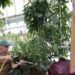Corpse Flower Massachusetts Blooms Again; attracts crowds with its stench of “rotten meat”