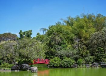 Botanical bridges 2026: a milestone for Dominican science