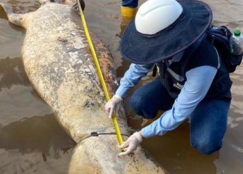 ‘It smells like oil’: alert in Barrancabermeja due to the appearance of two more dead manatees in the San Silvestre swamp, the most important in the port