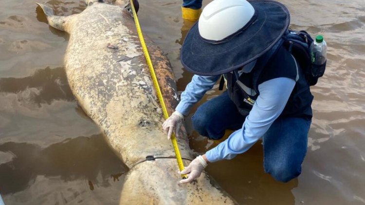 ‘It smells like oil’: alert in Barrancabermeja due to the appearance of two more dead manatees in the San Silvestre swamp, the most important in the port