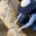 ‘It smells like oil’: alert in Barrancabermeja due to the appearance of two more dead manatees in the San Silvestre swamp, the most important in the port