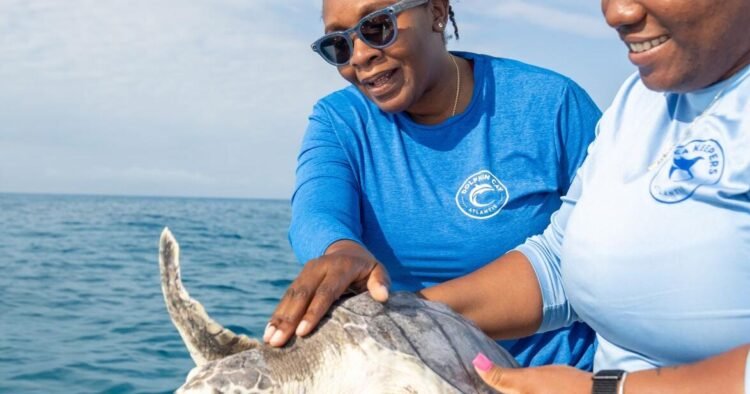 Atlantis Seakeepers release rehabilitated Kemp’s ridley sea turtle into the ocean | Lifestyles