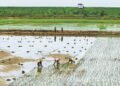 Stable grain output, lower soybean imports forecast for nation in 2026