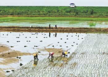 Stable grain output, lower soybean imports forecast for nation in 2026