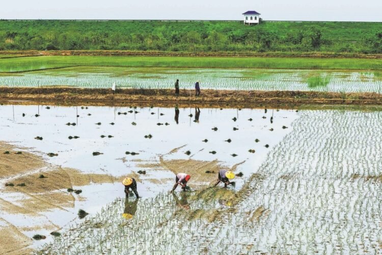 Stable grain output, lower soybean imports forecast for nation in 2026