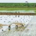 Stable grain output, lower soybean imports forecast for nation in 2026