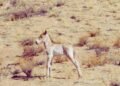 First Przewalski’s Foal of the Year Born in Khomiin Tal
