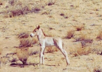 First Przewalski’s Foal of the Year Born in Khomiin Tal