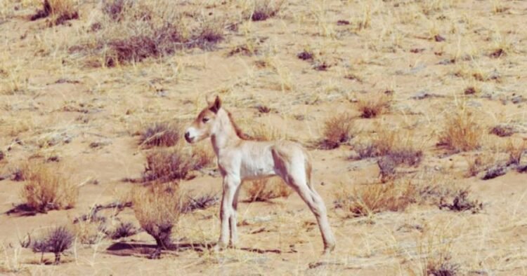 First Przewalski’s Foal of the Year Born in Khomiin Tal