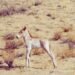 First Przewalski’s Foal of the Year Born in Khomiin Tal