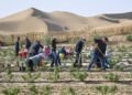 China makes major strides in fight against desertification, shares lessons with world