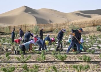 China makes major strides in fight against desertification, shares lessons with world