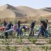 China makes major strides in fight against desertification, shares lessons with world