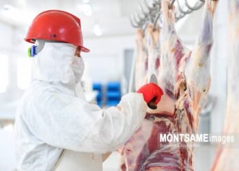 Meat Export Revenue Reaches USD 345.3 Million