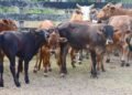MALFB rolls out 5-year plan to rebuild cattle herd