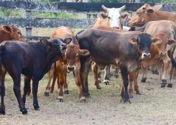 MALFB rolls out 5-year plan to rebuild cattle herd