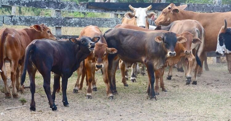 MALFB rolls out 5-year plan to rebuild cattle herd