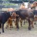 MALFB rolls out 5-year plan to rebuild cattle herd