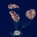 Artemis II: Artemis II manned capsule lands in the Pacific with the help of parachutes
