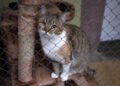 Responsible adoption: How to prevent cats from returning to the shelter