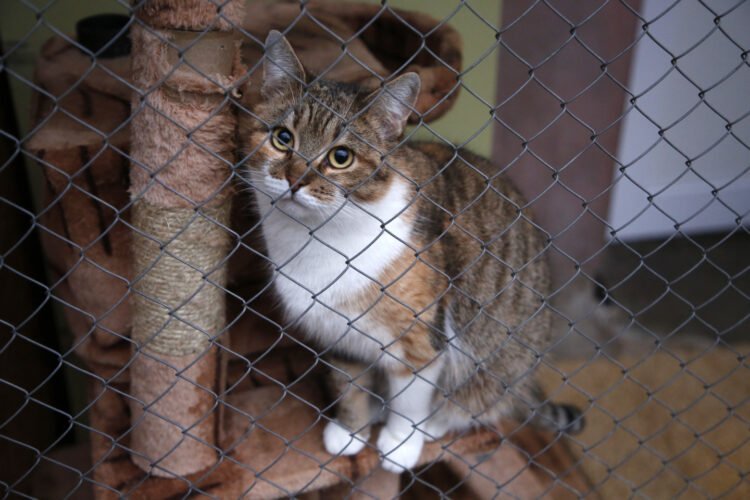 Responsible adoption: How to prevent cats from returning to the shelter
