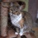 Responsible adoption: How to prevent cats from returning to the shelter