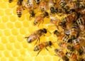 The Trump couple and the White House bees: A visit with the King of England