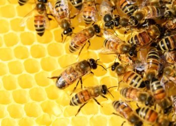 The Trump couple and the White House bees: A visit with the King of England