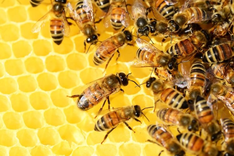 The Trump couple and the White House bees: A visit with the King of England
