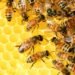 The Trump couple and the White House bees: A visit with the King of England