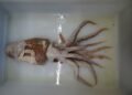 The Poseidon squid, a discovery in the top 10 extraordinary species
