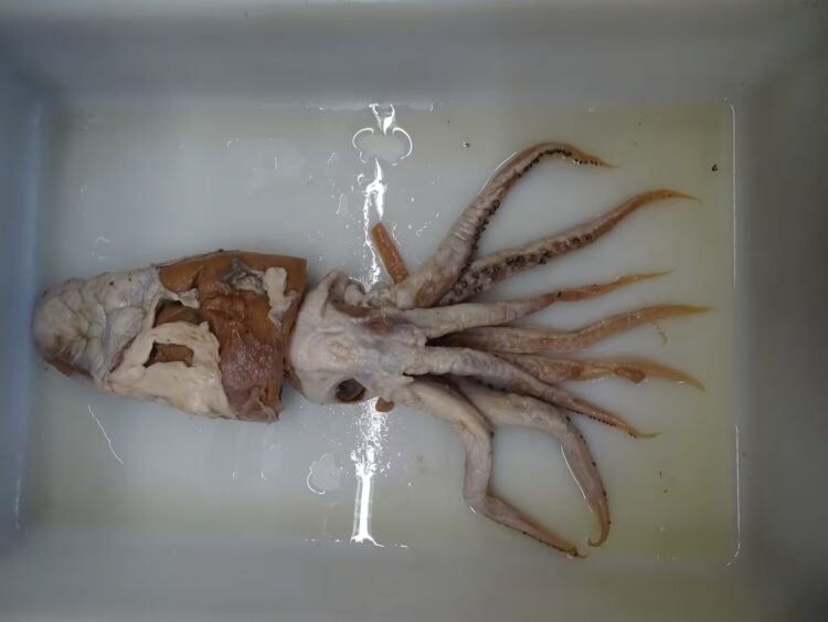 The Poseidon squid, a discovery in the top 10 extraordinary species