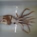 The Poseidon squid, a discovery in the top 10 extraordinary species