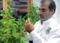 Kaya posts J$550m sales from ganja, mushrooms and pizza in 2025 | Business