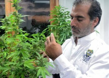 Kaya posts J$550m sales from ganja, mushrooms and pizza in 2025 | Business