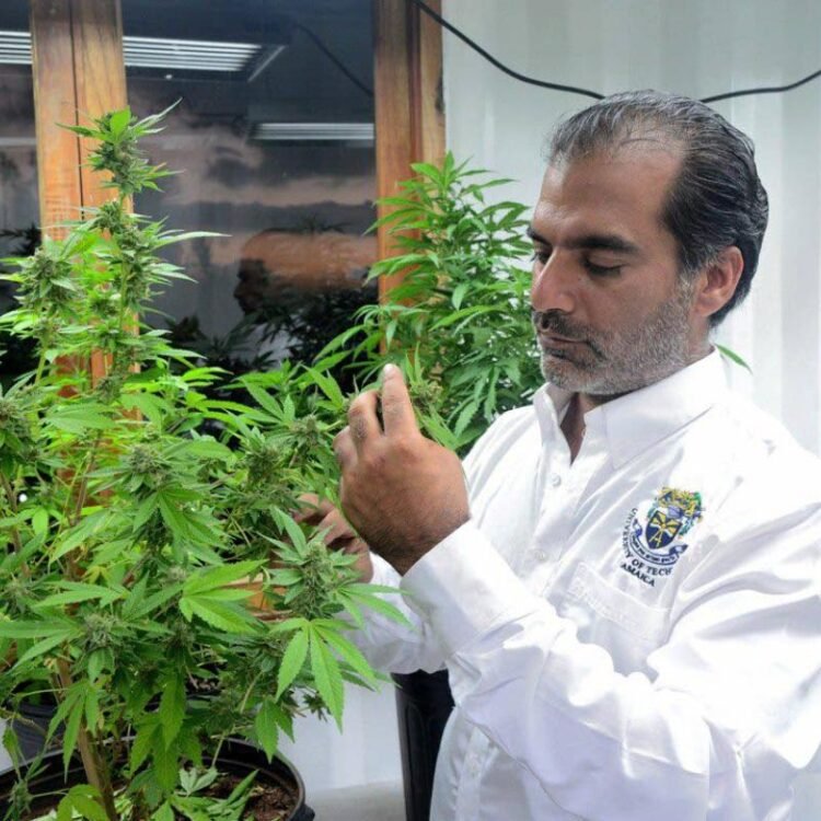 Kaya posts J$550m sales from ganja, mushrooms and pizza in 2025 | Business