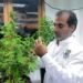 Kaya posts J$550m sales from ganja, mushrooms and pizza in 2025 | Business