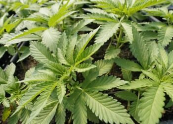 William Garriott | Why the future of marijuana legalisation in the US remains hazy despite high public support | Commentary