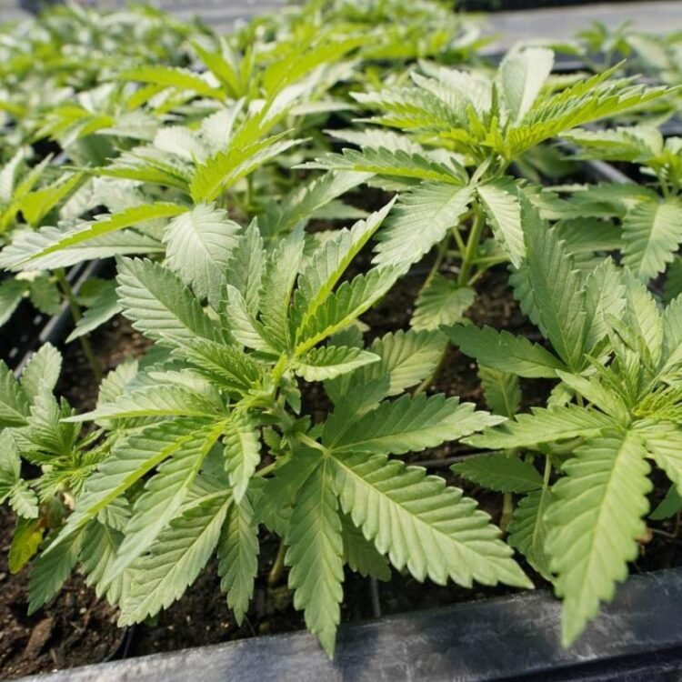 William Garriott | Why the future of marijuana legalisation in the US remains hazy despite high public support | Commentary