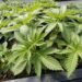 William Garriott | Why the future of marijuana legalisation in the US remains hazy despite high public support | Commentary