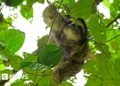 Dozens of sloths died before opening of Sloth World attraction in FloridaMany died due to conditions at a Florida warehouse where they'd been shipped, while others arrived from South America dead, authorities say.2 hrs agoUS & Canada