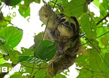 Dozens of sloths died before opening of Sloth World attraction in FloridaMany died due to conditions at a Florida warehouse where they'd been shipped, while others arrived from South America dead, authorities say.2 hrs agoUS & Canada